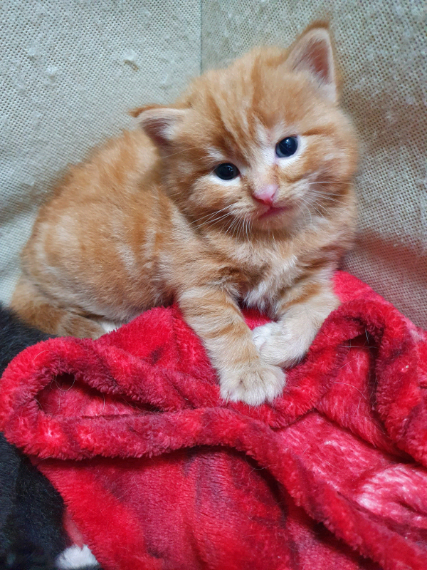 fluffy tortoiseshell kitten for sale